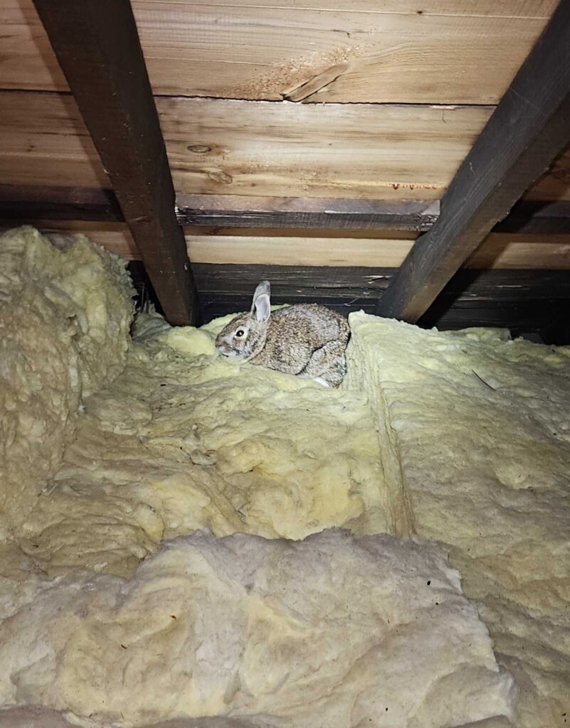 Wildlife Control Bainbridge