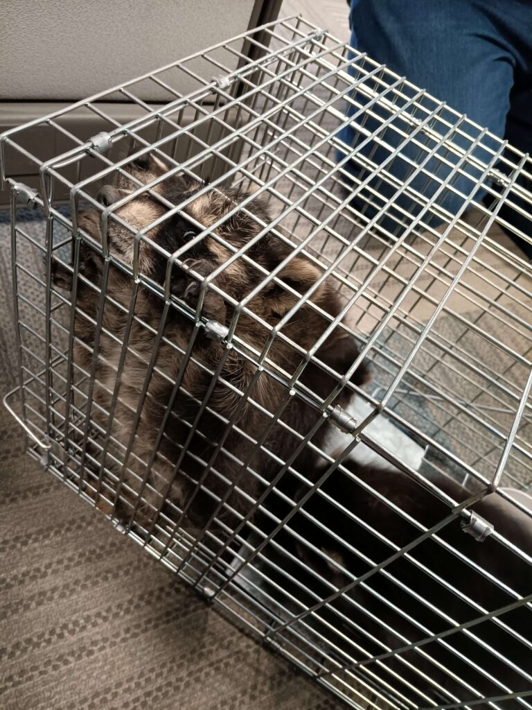 Wildlife Control Bainbridge