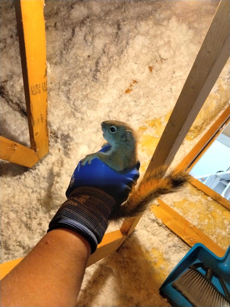 Wildlife Control Bainbridge