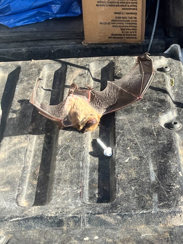 Wildlife Control Bainbridge